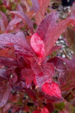 Henry's Garnet Virginia Sweetspire - Itea Virginica - 3 Gallon Pot -Stylish Garden Plant Store Itea Henrys Garnet 11