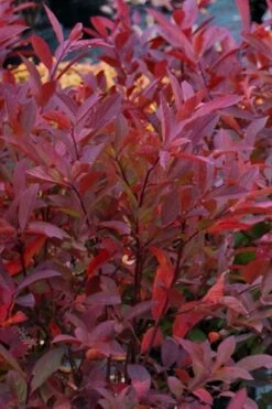 Henry's Garnet Virginia Sweetspire - Itea Virginica - 3 Gallon Pot -Stylish Garden Plant Store Itea Henrys Garnet 12