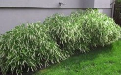 Henry's Garnet Virginia Sweetspire - Itea Virginica - 3 Gallon Pot -Stylish Garden Plant Store Itea Henrys Garnet 15