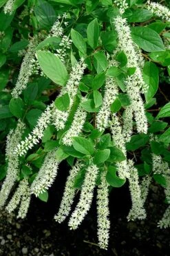 Henry's Garnet Virginia Sweetspire - Itea Virginica - 3 Gallon Pot -Stylish Garden Plant Store Itea Henrys Garnet 21