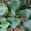 Algerian Ivy - Hedera Helix - 10 Count Flat Of Pint Pots -Stylish Garden Plant Store Ivy Algerian 500x750 1
