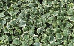 Anne Marie White Variegated Ivy (Hedera Helix) - 10 Count Flat Of Pint Pots -Stylish Garden Plant Store Ivy Anne Marie 2