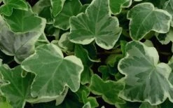 Anne Marie White Variegated Ivy (Hedera Helix) - 10 Count Flat Of Pint Pots -Stylish Garden Plant Store Ivy Anne Marie 50 2