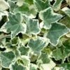 Anne Marie White Variegated Ivy (Hedera Helix) - 5 Pack Of Pint Pots -Stylish Garden Plant Store Ivy Anne Marie 500x750 1