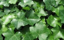 English Ivy (Hedera Helix) - 36 Pack Of 3.5" Pots -Stylish Garden Plant Store Ivy English 1 1