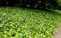 English Ivy (Hedera Helix) - 36 Pack Of 3.5" Pots -Stylish Garden Plant Store Ivy English 2