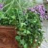 English Ivy (Hedera Helix) - 36 Pack Of 3.5" Pots -Stylish Garden Plant Store Ivy English 500x750 2