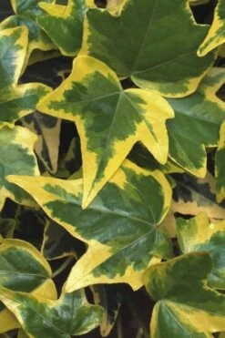 Gold Child Ivy (Hedera Helix) - 6 Pack Of Pint Pots -Stylish Garden Plant Store Ivy Gold Child 1