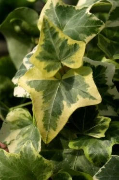 Gold Child Ivy (Hedera Helix) - 6 Pack Of Pint Pots -Stylish Garden Plant Store Ivy Gold Child 3