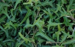 Needlepoint Ivy (Hedera Helix) - 10 Pack Of 4" Pots -Stylish Garden Plant Store Ivy Needlepoint 50