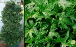 Needlepoint Ivy (Hedera Helix) - 5 Pack Of Pint Pots -Stylish Garden Plant Store Ivy Needlepoint Combo 2