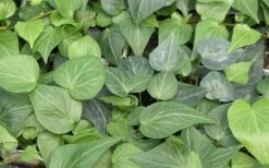 Teardrop Ivy (Hedera Helix) - 10 Pack Of Pint Pots -Stylish Garden Plant Store Ivy Tear Drop
