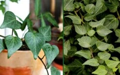 Teardrop Ivy (Hedera Helix) - 10 Pack Of Pint Pots -Stylish Garden Plant Store Ivy Tear Drop Combo