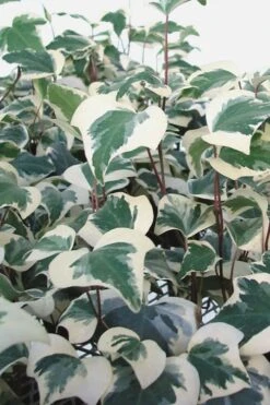 Variegated Algerian Ivy (Hedera Algeriensis 'Gloire De Marengo') - 5 Pack Of Pint Pots -Stylish Garden Plant Store Ivy Variegated Algerian 500x750 1