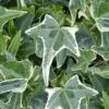 Variegated Needlepoint Ivy (Hedera Helix) - 10 Pack Of Pint Pots -Stylish Garden Plant Store Ivy Variegated Needlepoint