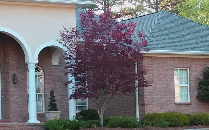 Bloodgood Red Leaf Japanese Maple - 1 Gallon Pot 10 Bloodgood Red Leaf Japanese Maple - 1 Gallon Pot - Image 8