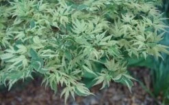 Butterfly Japanese Maple - 5 Gallon Pot -Stylish Garden Plant Store Japanese Maple Butterfly 3