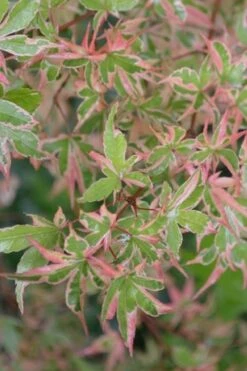 Butterfly Japanese Maple - 5 Gallon Pot -Stylish Garden Plant Store Japanese Maple Butterfly 4