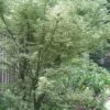 Butterfly Japanese Maple - 5 Gallon Pot -Stylish Garden Plant Store Japanese Maple Butterfly 5