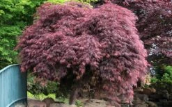 Crimson Queen Dwarf Japanese Maple (High Graft Tree Form) - 1 Gallon Pot 15 Crimson Queen Dwarf Japanese Maple (High Graft Tree Form) - 1 Gallon Pot -Stylish Garden Plant Store Japanese Maple Crimson Queen 22