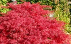 Crimson Queen Dwarf Japanese Maple (High Graft Tree Form) - 2 Gallon Pot -Stylish Garden Plant Store Japanese Maple Crimson Queen 51 1