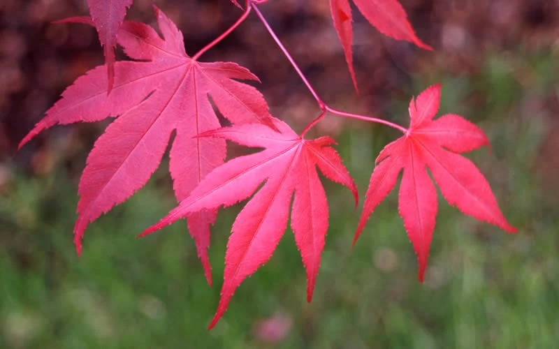 Bloodgood Red Leaf Japanese Maple - 1 Gallon Pot 8 Bloodgood Red Leaf Japanese Maple - 1 Gallon Pot - Image 6