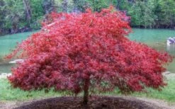 Firefall Lace Leaf Japanese Maple - 1 Gallon Pot -Stylish Garden Plant Store Japanese Maple Firefall 1