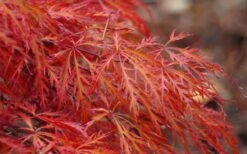 Firefall Lace Leaf Japanese Maple - 1 Gallon Pot -Stylish Garden Plant Store Japanese Maple Firefall 2