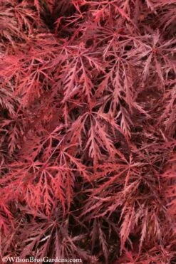 Firefall Lace Leaf Japanese Maple - 1 Gallon Pot -Stylish Garden Plant Store Japanese Maple Firefall 3