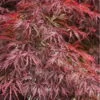 Firefall Lace Leaf Japanese Maple - 1 Gallon Pot -Stylish Garden Plant Store Japanese Maple Firefall 4