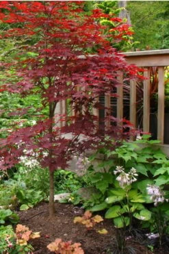 Fireglow Red Leaf Japanese Maple - 5 Gallon Pot (4-4.5') -Stylish Garden Plant Store Japanese Maple Fireglow 500x750 1