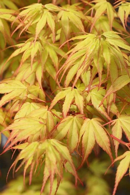 Katsura Japanese Maple - 3 Gallon Pot 7 Katsura Japanese Maple - 3 Gallon Pot - Image 5