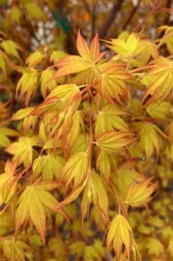 Katsura Japanese Maple - 3 Gallon Pot 13 Katsura Japanese Maple - 3 Gallon Pot -Stylish Garden Plant Store Japanese Maple Katsura 4