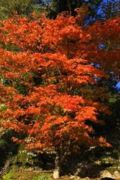 Katsura Japanese Maple - 3 Gallon Pot 11 Katsura Japanese Maple - 3 Gallon Pot -Stylish Garden Plant Store Japanese Maple Katsura 5