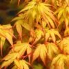 Katsura Japanese Maple - 3 Gallon Pot -Stylish Garden Plant Store Japanese Maple Katsura 7