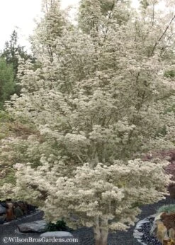 Ukigumo Floating Cloud Ghost Japanese Maple - 7 Gallon Pot -Stylish Garden Plant Store Japanese Maple Okigumo 15