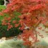 Orangeola Weeping Japanese Maple (High Graft Tree) - 3 Gallon Pot 2 Orangeola Weeping Japanese Maple (High Graft Tree) - 3 Gallon Pot -Stylish Garden Plant Store Japanese Maple Orangeola 1