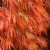 Orangeola Weeping Japanese Maple - 1 Gallon Pot (High Grafted Tree Form) -Stylish Garden Plant Store Japanese Maple Orangeola 2 1