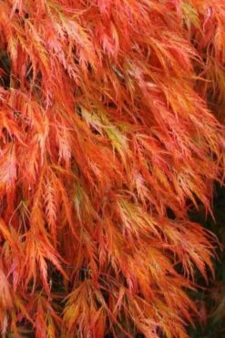 Orangeola Weeping Japanese Maple (High Graft Tree) - 3 Gallon Pot -Stylish Garden Plant Store Japanese Maple Orangeola 2