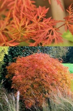 Orangeola Weeping Japanese Maple (High Graft Tree) - 3 Gallon Pot -Stylish Garden Plant Store Japanese Maple Orangeola 3