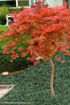Orangeola Weeping Japanese Maple - 1 Gallon Pot (High Grafted Tree Form) -Stylish Garden Plant Store Japanese Maple Orangeola High Branch 1