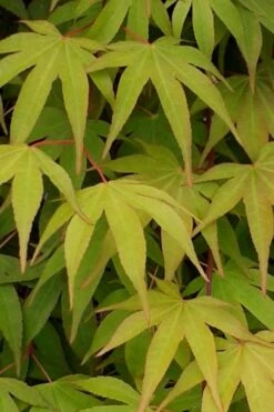 Osakazuki Japanese Maple - 5 Gallon Pot 14 Osakazuki Japanese Maple - 5 Gallon Pot -Stylish Garden Plant Store Japanese Maple Osakazuki 5