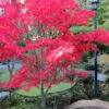Osakazuki Japanese Maple - 5 Gallon Pot -Stylish Garden Plant Store Japanese Maple Osakzuki 1