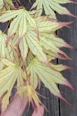 Peaches And Cream Japanese Maple - 3 Gallon Pot -Stylish Garden Plant Store Japanese Maple Peaches And Cream 1