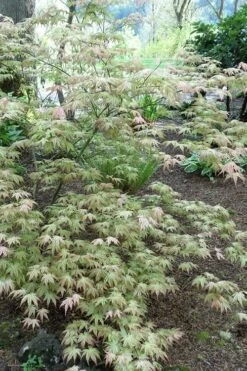 Peaches And Cream Japanese Maple - 3 Gallon Pot -Stylish Garden Plant Store Japanese Maple Peaches And Cream 3