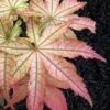 Peaches And Cream Japanese Maple - 3 Gallon Pot -Stylish Garden Plant Store Japanese Maple Peaches And Cream 6