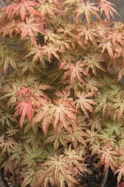 Peaches And Cream Japanese Maple - 3 Gallon Pot -Stylish Garden Plant Store Japanese Maple Peaches And Cream 8