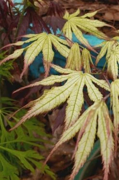 Peaches And Cream Japanese Maple - 3 Gallon Pot -Stylish Garden Plant Store Japanese Maple Peaches And Cream 9