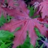 Purple Ghost Japanese Maple - 3 Gallon Pot 2 Purple Ghost Japanese Maple - 3 Gallon Pot -Stylish Garden Plant Store Japanese Maple Purple Ghost 1