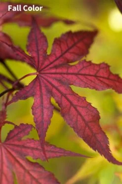Purple Ghost Japanese Maple - 3 Gallon Pot -Stylish Garden Plant Store Japanese Maple Purple Ghost 3